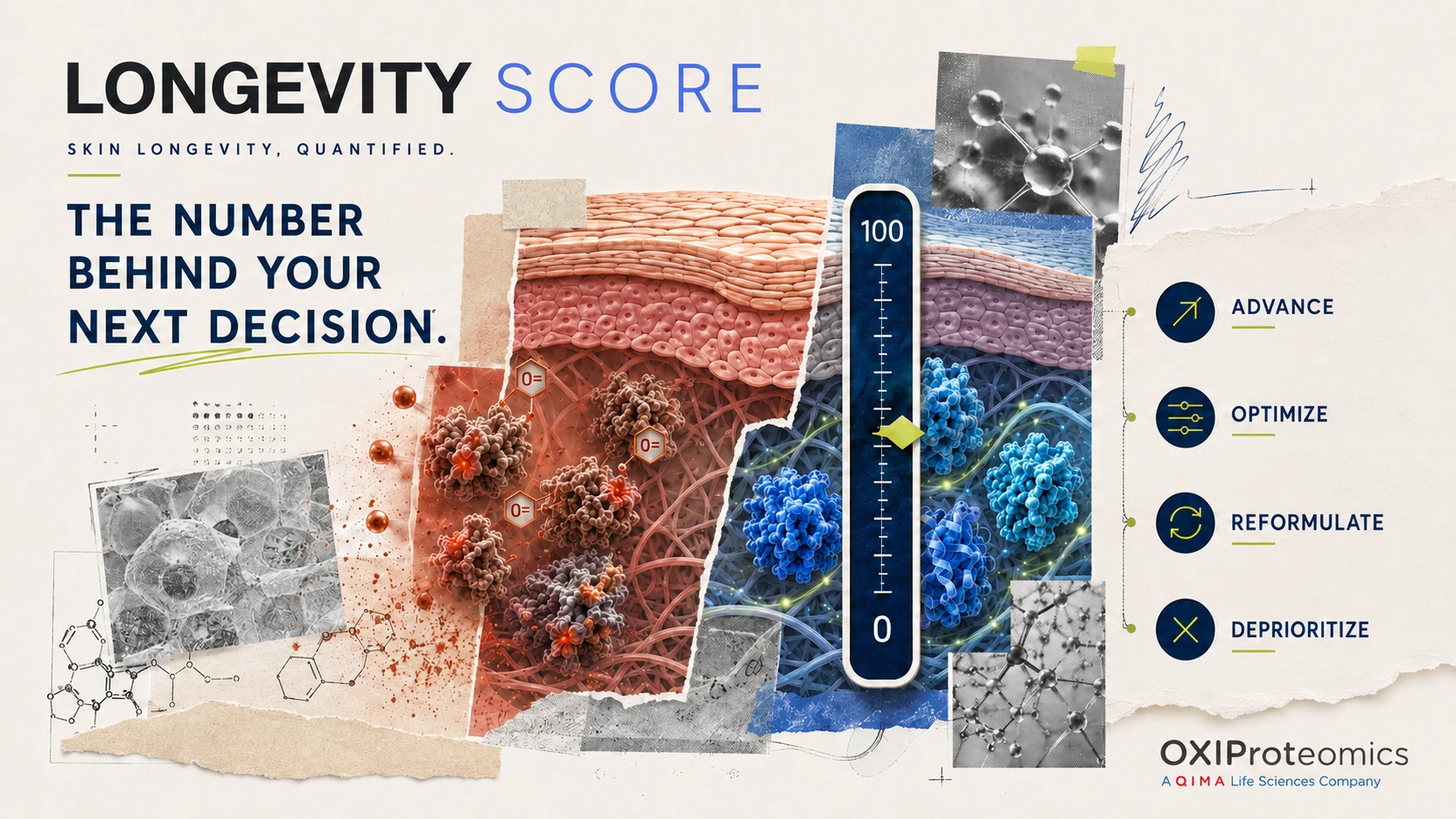 Longevity SCORE collage, showing a skin cross-section and the possible next decisions: advance, optimize, reformulate or deprioritize.